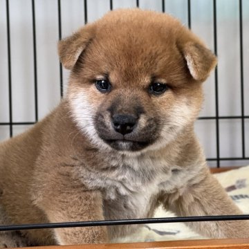 柴犬(標準サイズ)【岡山県・男の子・2024年10月30日・赤】の写真「丸顔で可愛い男の子♡母犬賞歴あり！」