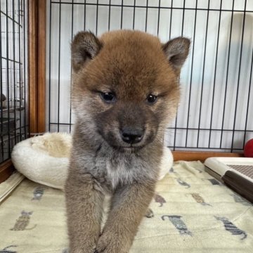 柴犬(標準サイズ)【岡山県・男の子・2024年11月28日・赤】の写真「元気いっぱいな男の子です！」