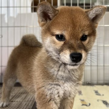 柴犬(標準サイズ)【岡山県・女の子・2024年11月27日・赤】の写真「元気いっぱいフレンドリーな女の子♡ママは賞歴あり！」