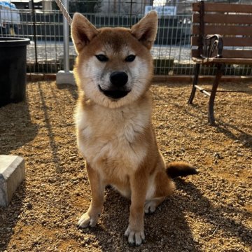 柴犬(標準サイズ)【岡山県・男の子・2024年5月14日・赤】の写真「元気いっぱい！明るい性格の男の子！父犬完成犬！」