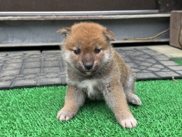 柴犬(標準サイズ)【岡山県・男の子・2024年10月15日・赤】の写真「くりくりおめ目の男の子です！」