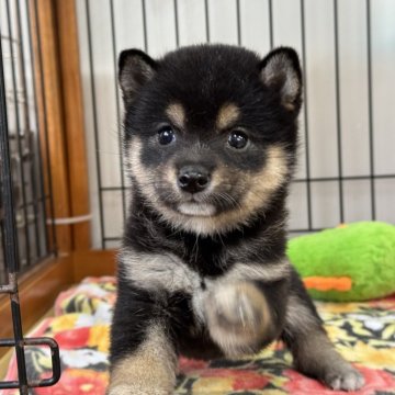 柴犬(豆柴)【岡山県・女の子・2024年11月14日・黒】の写真「美男美女のパパママから誕生♡豆柴の女の子」