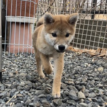 柴犬(標準サイズ)【岡山県・男の子・2024年9月12日・赤】の写真「フレンドリーで可愛い男の子♡」