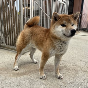 柴犬(標準サイズ)【岡山県・男の子・2023年4月10日・赤】の写真「キリッとしたお顔の男の子♡父犬は完成犬！」