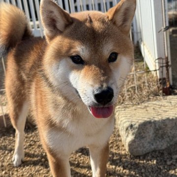 柴犬(標準サイズ)【岡山県・男の子・2023年7月23日・赤】の写真「キリッとしたお顔立ちの男の子！」