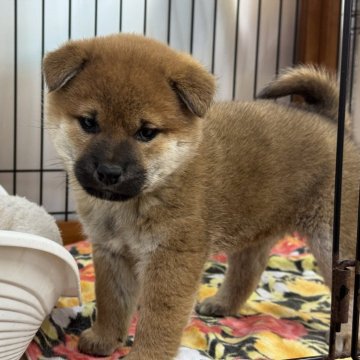 柴犬(標準サイズ)【岡山県・男の子・2024年11月18日・赤】の写真「丸顔のハンサムくん。パパは完成犬！」