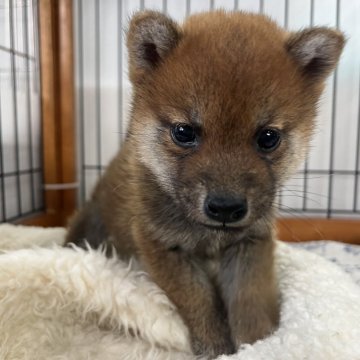 柴犬(標準サイズ)【岡山県・男の子・2024年12月11日・赤】の写真「活発な性格の男の子です！」