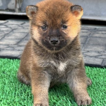 柴犬(標準サイズ)【岡山県・女の子・2024年10月18日・赤】の写真「小柄で可愛い女の子♡」