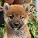 柴犬(標準サイズ)【岡山県・男の子・2024年9月17日・赤】の写真1