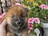 柴犬(標準サイズ)【岡山県・女の子・2024年10月18日・赤】の写真2