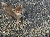 柴犬(標準サイズ)【岡山県・男の子・2024年11月26日・赤】の写真3
