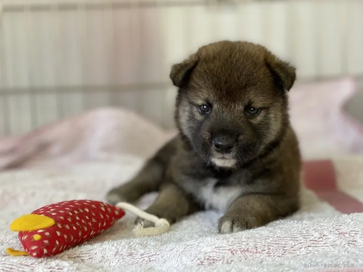 柴犬(標準サイズ)【岡山県・男の子・2021年7月3日・赤】の写真1「7月30日撮影」