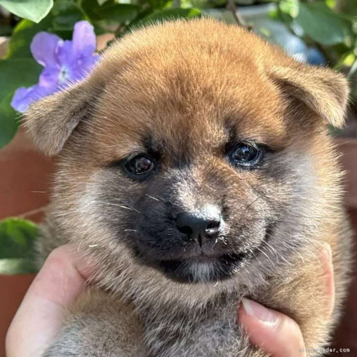 柴犬(標準サイズ)【岡山県・女の子・2024年7月10日・赤】の写真1