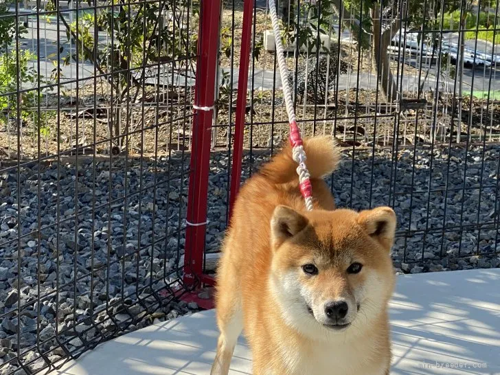 柴犬(標準サイズ)【岡山県・男の子・2021年8月8日・赤】の写真1「5月3日撮影」