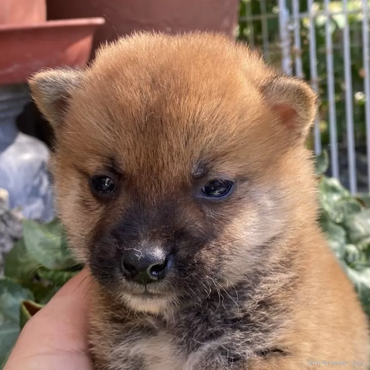 柴犬(標準サイズ)【岡山県・男の子・2024年5月2日・赤】の写真1