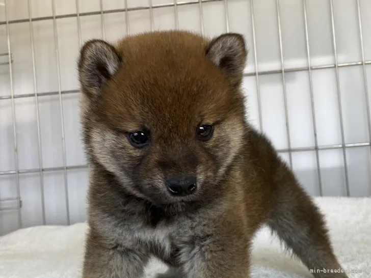 柴犬(標準サイズ)【岡山県・男の子・2022年1月3日・赤】の写真1「2月12日撮影」