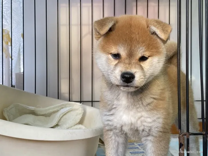 柴犬(標準サイズ)【岡山県・女の子・2021年9月25日・赤】の写真1「11月16日撮影」