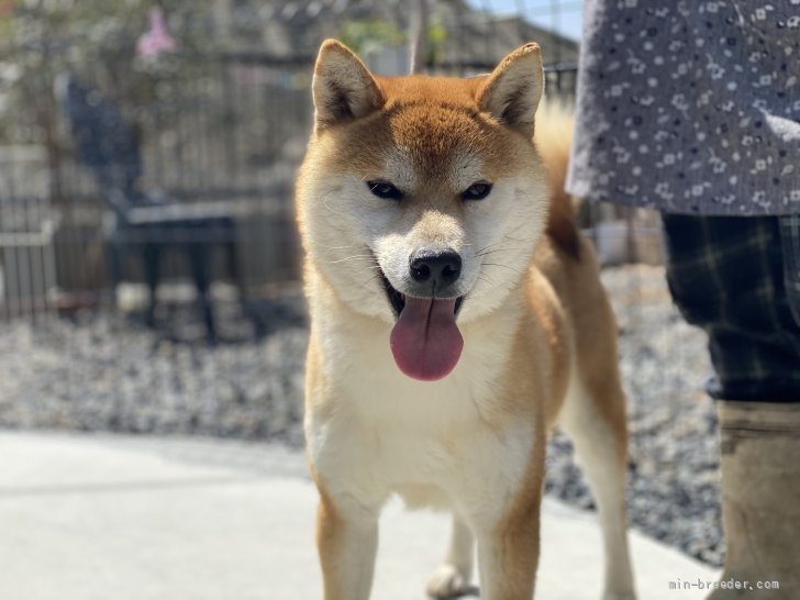 柴犬【・男の子・2018年4月28日・赤】