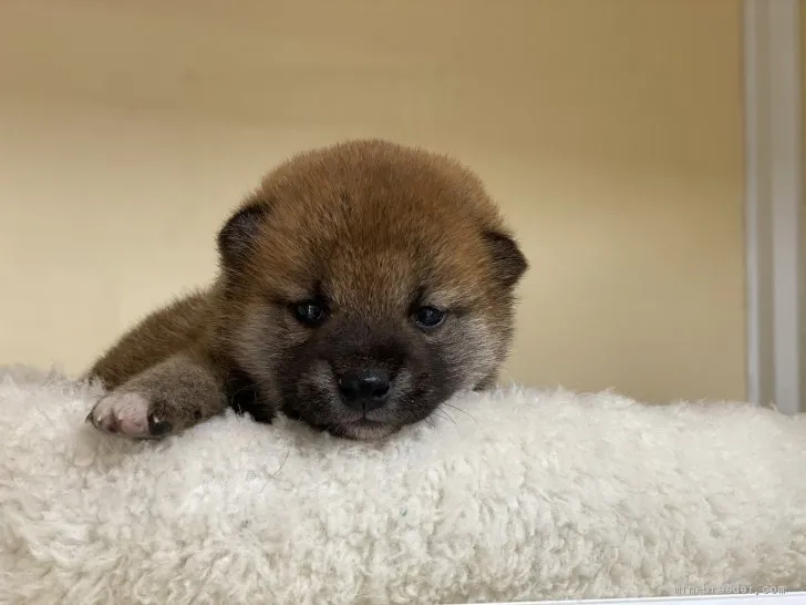 柴犬(標準サイズ)【岡山県・男の子・2021年1月19日・赤】の写真1「2月1５日撮影」