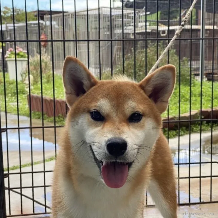 柴犬(標準サイズ)【岡山県・男の子・2022年9月20日・赤】の写真1「R5年8月23日撮影」