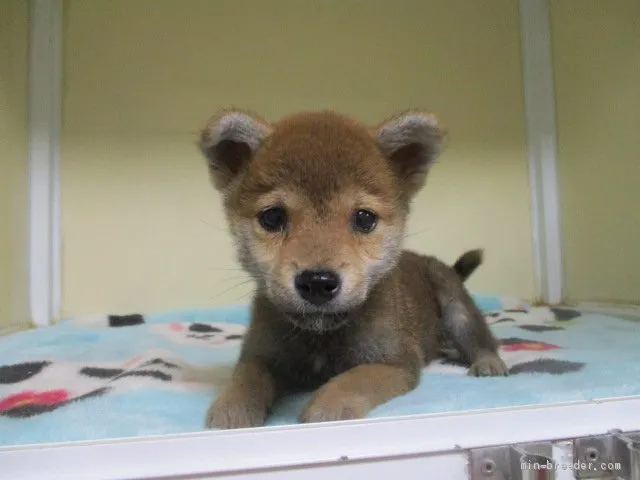 柴犬(標準サイズ)【岡山県・男の子・2020年10月5日・赤】の写真1「12月1０日撮影」