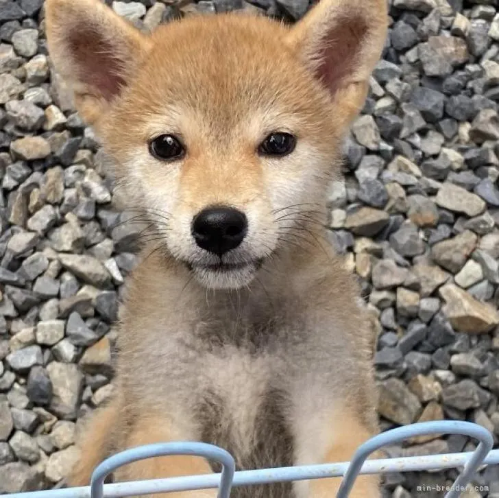 うめちゃんママ 様のお迎えした子犬