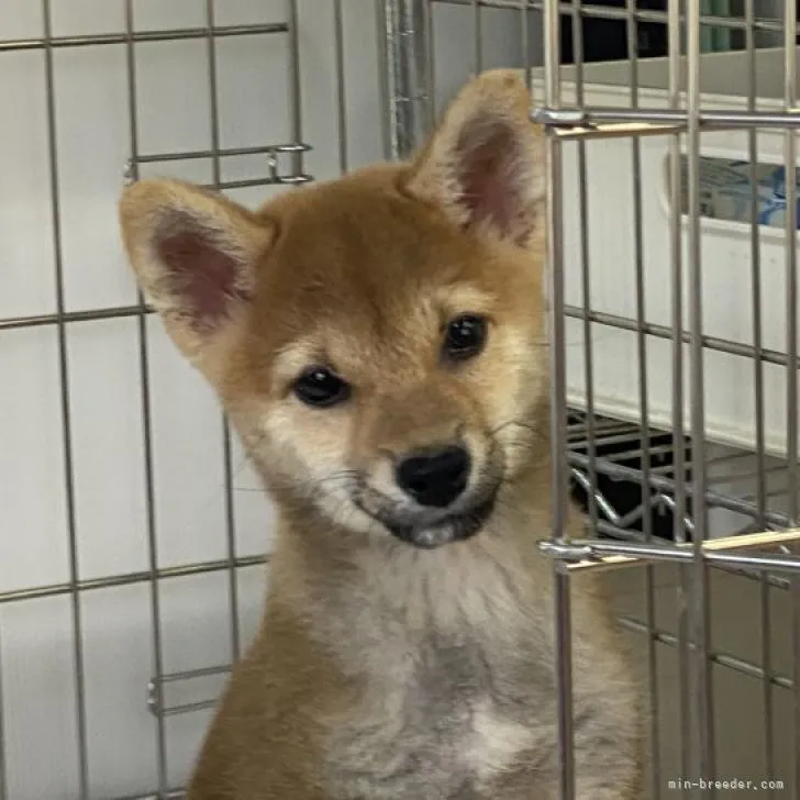 桃 様のお迎えした子犬