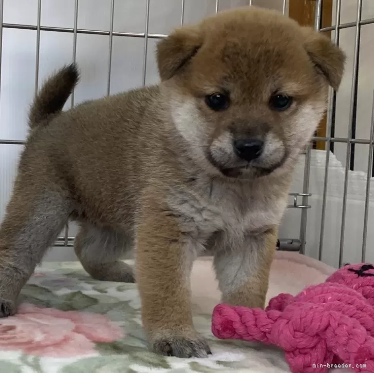 Y.Y 様のお迎えした子犬