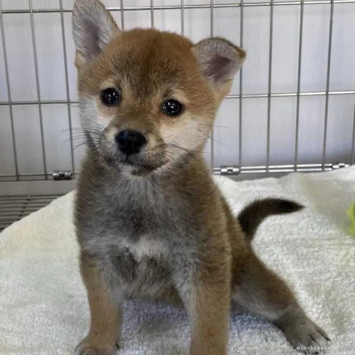 柴犬(標準サイズ)【岡山県・女の子・2022年8月22日・赤】の写真1「10月14日撮影」