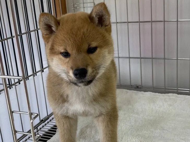 柴犬(標準サイズ)【岡山県・女の子・2022年3月20日・赤】の写真1「5月17日撮影」