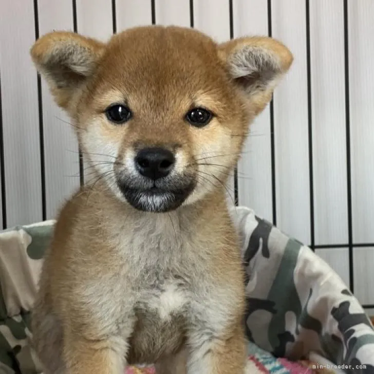 柴犬(標準サイズ)【岡山県・男の子・2022年8月8日・赤】の写真1「10月25日撮影」