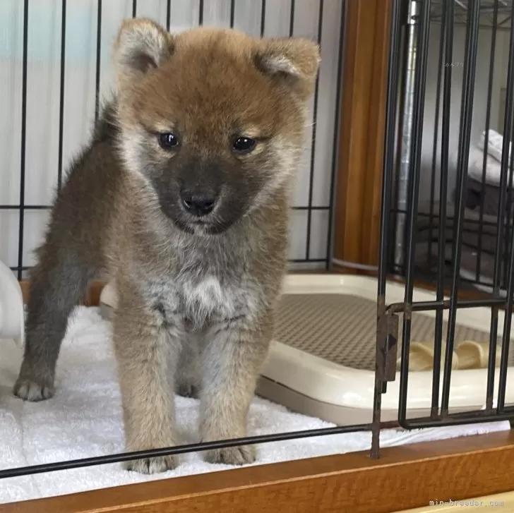 柴犬(標準サイズ)【岡山県・男の子・2024年3月3日・赤】の写真1