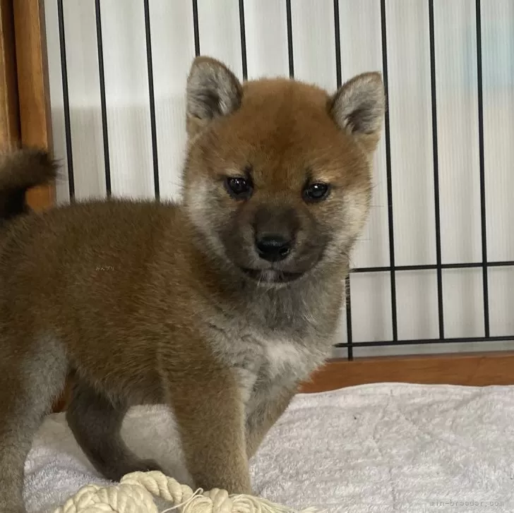 柴犬(標準サイズ)【岡山県・男の子・2024年3月3日・赤】の写真1