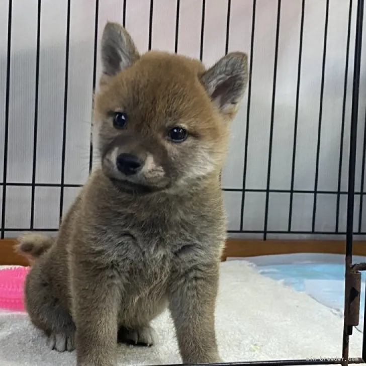 柴犬(標準サイズ)【岡山県・女の子・2022年12月16日・赤】の写真1「2月6日撮影」