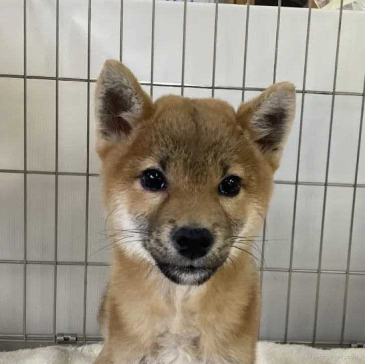 柴犬(標準サイズ)【岡山県・男の子・2022年10月7日・赤】の写真1「2月15日撮影」