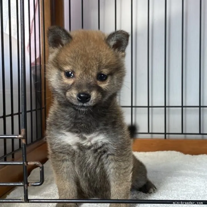 柴犬(標準サイズ)【岡山県・女の子・2022年11月4日・赤】の写真1「1月12日撮影」