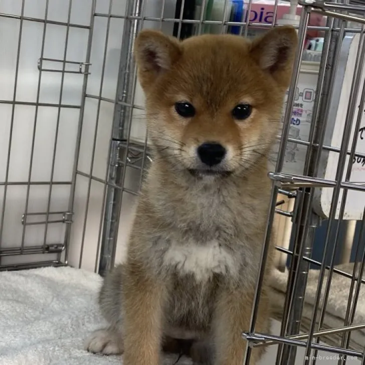 柴犬(標準サイズ)【岡山県・女の子・2022年10月13日・赤】の写真1「R5年1月9日撮影」