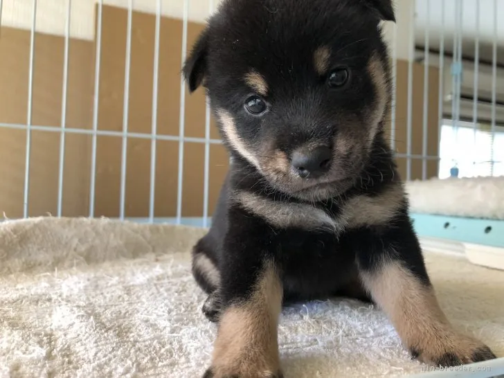 柴犬(標準サイズ)【岡山県・女の子・2019年8月3日・黒】の写真1「9月2日撮影」