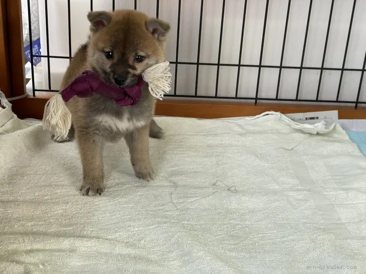 柴犬(標準サイズ)【岡山県・女の子・2021年10月29日・赤】の写真1「12月17日撮影」