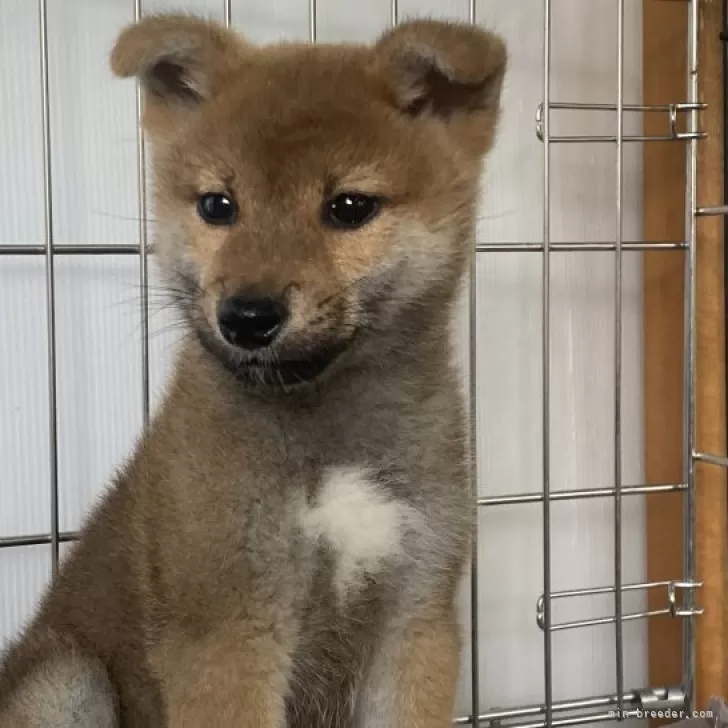 柴犬(標準サイズ)【岡山県・男の子・2023年9月28日・赤】の写真1「12月9日撮影」