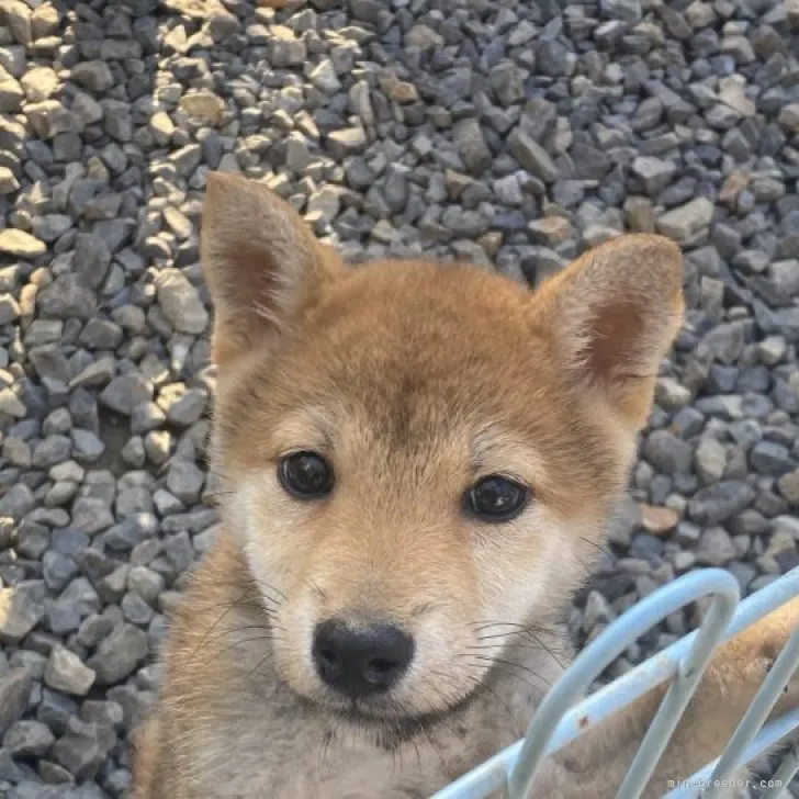 柴犬(標準サイズ)【岡山県・女の子・2022年12月31日・赤】の写真1「4月9日撮影」