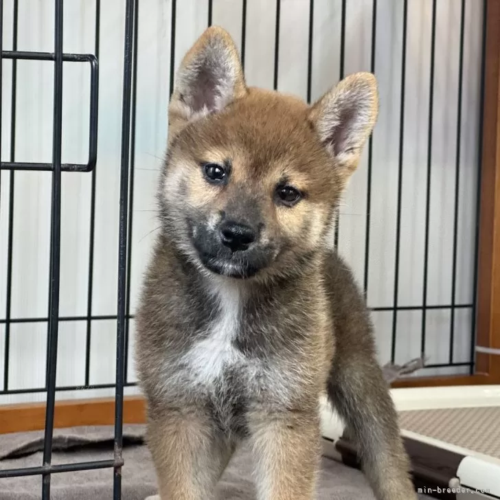 柴犬(標準サイズ)【岡山県・男の子・2024年7月10日・赤】の写真1