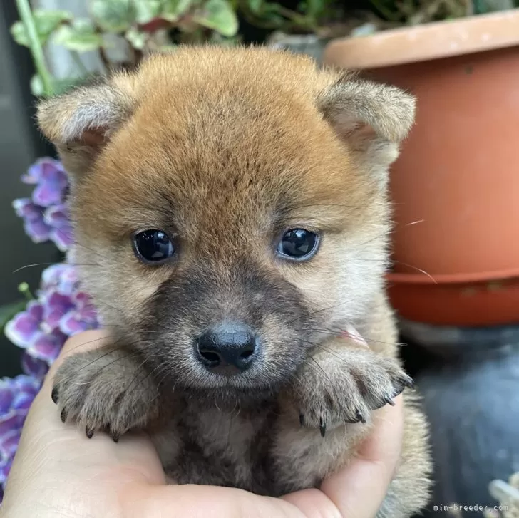 まちゃみ 様のお迎えした子犬