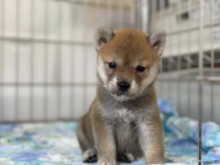 柴犬(標準サイズ)【岡山県・男の子・2021年7月17日・赤】の写真1「8月27日撮影」