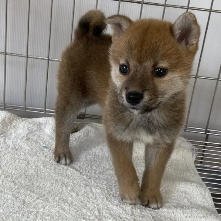 柴犬(標準サイズ)【岡山県・女の子・2022年8月22日・黒】の写真1「10月11日撮影」