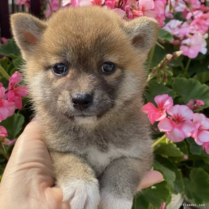 柴犬(標準サイズ)【岡山県・女の子・2024年5月6日・赤】の写真1