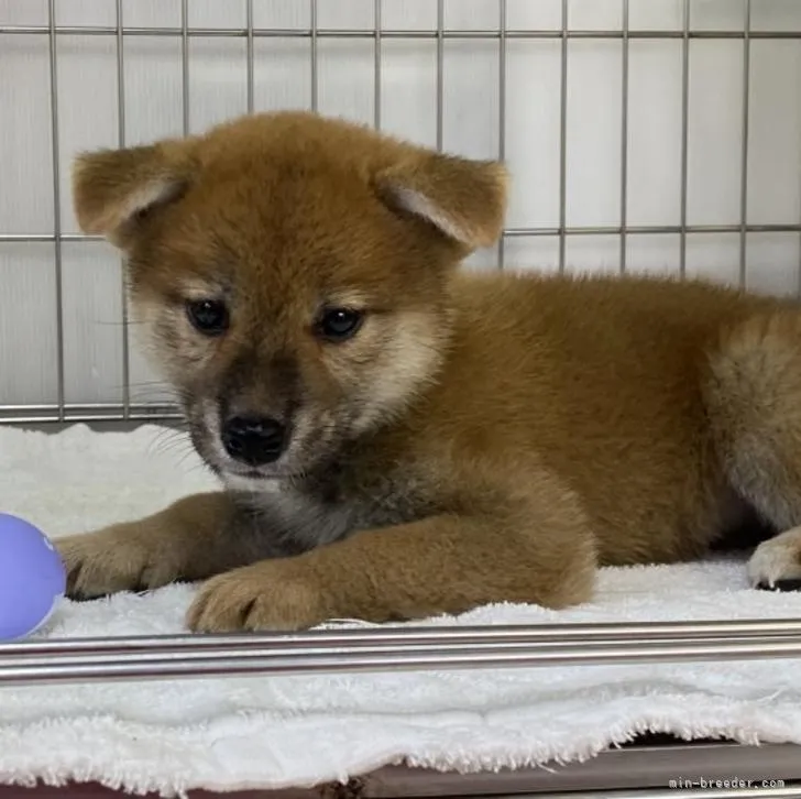 柴犬(標準サイズ)【岡山県・男の子・2022年8月3日・赤】の写真1「9月22日撮影」