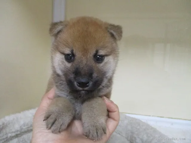 柴犬(標準サイズ)【岡山県・女の子・2020年12月2日・赤】の写真1「1月９日撮影」