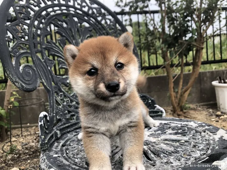 柴犬(標準サイズ)【岡山県・女の子・2019年8月8日・赤】の写真1「9月20日撮影」