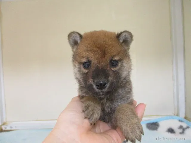 柴犬(標準サイズ)【岡山県・男の子・2020年2月2日・赤】の写真1「3月1４日撮影」